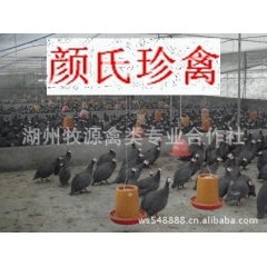 养殖珍珠鸡种苗 珍珠鸡鸡苗 珍珠鸡