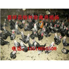 正宗珍珠鸡 农家散养肉质鲜美 铁笼发货保值保量 5只包邮
