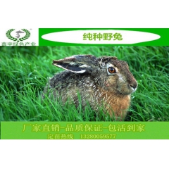大量批发野兔 野鸡  珍珠鸡  贵妃鸡