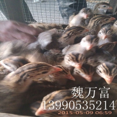 供应大量珍珠鸡种苗 珍珠鸡 绿色养殖珍珠鸡批发
