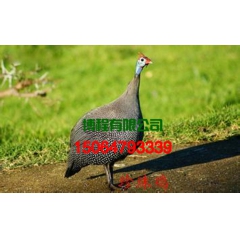 中华老字号 东阿阿胶桃花姬阿胶糕300g