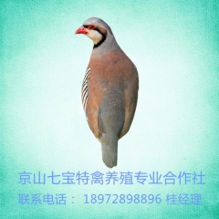 中华老字号 东阿阿胶桃花姬阿胶糕300g