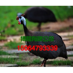 中华老字号 东阿阿胶桃花姬阿胶糕300g