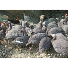 中华老字号 东阿阿胶桃花姬阿胶糕300g