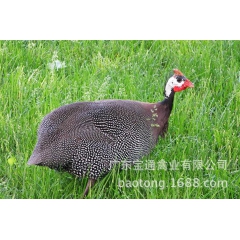 中华老字号 东阿阿胶桃花姬阿胶糕300g
