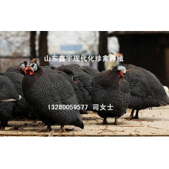 中华老字号 东阿阿胶桃花姬阿胶糕300g