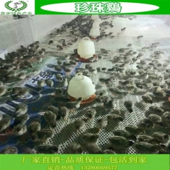 中华老字号 东阿阿胶桃花姬阿胶糕300g