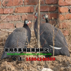 中华老字号 东阿阿胶桃花姬阿胶糕300g