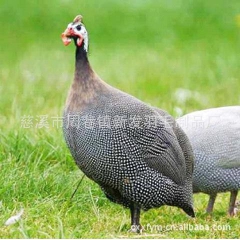 中华老字号 东阿阿胶桃花姬阿胶糕300g