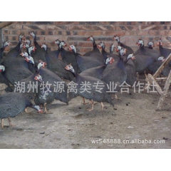 养殖供应 珍珠鸡苗 珍珠鸡 价格便宜