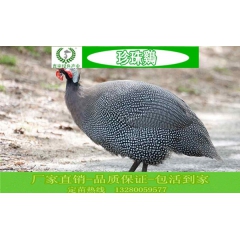大量供应宰杀珍珠鸡 新鲜 现抓现杀 个大肉肥 山庄 饭店合适