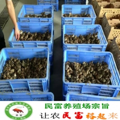 2016年珍珠鸡哪里买的价格合理    山东珍珠鸡养殖基供应...