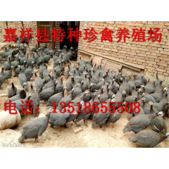 珍珠鸡苗   商品珍珠鸡   珍珠鸡成品   珍珠鸡种蛋