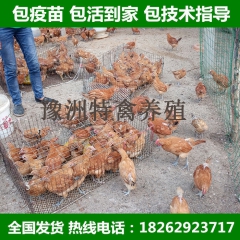 一个月脱温鸡苗 半大草鸡苗  珍珠鸡 芦花鸡 五黑鸡 预定无...
