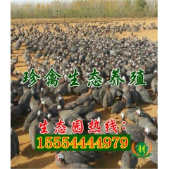 珍珠鸡种苗 珍珠鸡种蛋 珍珠鸡 放养