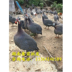 正规厂家直销非洲珍珠鸡苗 孵化供应优质珍珠鸡 质量保证