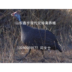 珍珠鸡市场价格 珍珠鸡养殖 出售商品珍珠鸡