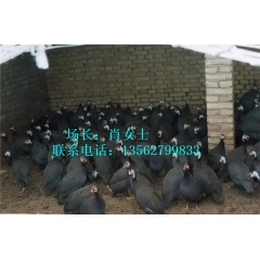 珍珠鸡,珍珠鸡养殖,珍珠鸡养殖技术,珍珠鸡价格