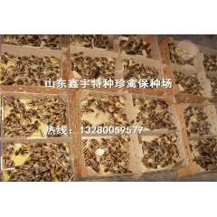 低价批发珍珠鸡 全国包送货 货到付款