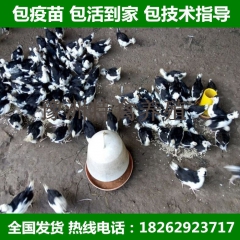 脱温苗珍珠鸡 贵妃鸡 芦花鸡 五黑鸡 脱温珍禽苗 家禽苗 需...