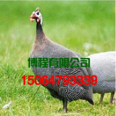 厂家直销供应原生态优质珍珠鸡 -批发珍珠鸡