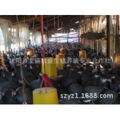 珍珠鸡幼苗厂家专业孵化珍珠鸡种苗特种珍珠鸡生态养殖良种珍珠鸡