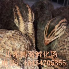 一斤左右珍珠鸡，贵妃鸡哪里有卖的？珍珠鸡能长到多重？