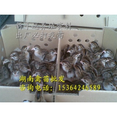 长期大量供应非洲珍珠鸡 优质无公害绿色珍珠鸡鸡苗 厂家直销