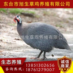 苏东旭生 珍珠鸡 正宗散养 营养丰富 孕产妇滋补佳品欢迎选购