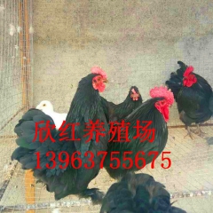 欣红养殖场供应河南珍珠鸡，元宝鸡养殖基地