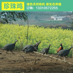 供应特种养殖珍珠鸡 湖北宜昌生态养殖纯种鸡苗引进种批发代发