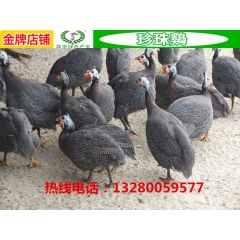 批发珍珠鸡 珍珠鸡苗 珍珠商品鸡