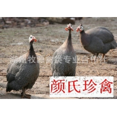 批发供应 珍珠鸡苗 价格便宜 珍珠鸡