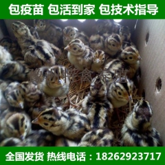 山鸡苗 美国七彩野鸡苗 种蛋孵化 珍珠鸡 贵妃鸡 小鸡苗 珍...