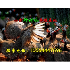 哪里有好质量的元宝鸡，珍珠鸡，珍珠鸡苗，元宝鸡苗