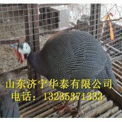 优质生态珍珠鸡 珍珠鸡种蛋
