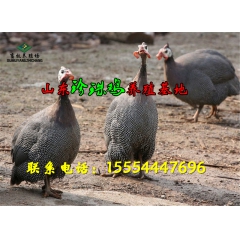 常年大量供应 法国珍珠鸡  国产珍珠鸡苗