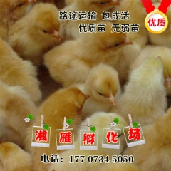 批发小鸡苗土鸡苗快大青脚麻鸡苗绿壳蛋鸡苗三黄鸡山鸡乌鸡珍珠鸡