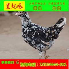 常年批发贵妃鸡珍珠鸡 珍珠鸡苗及贵妃鸡苗