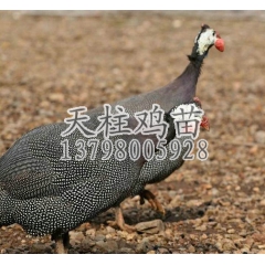 珍珠鸡 供应 全国 价格优惠 商品 批发商