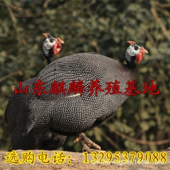 科学养殖珍珠鸡 出售成年珍珠鸡 出售珍珠鸡鸡苗