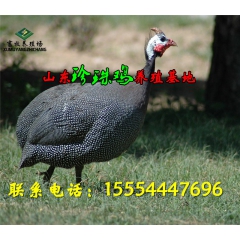 成年珍珠鸡 珍珠鸡价格15554447696