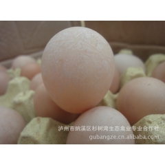 珍珠鸡