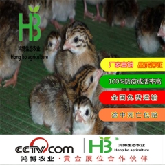 一个月珍珠鸡鸡苗销售价格 出售珍珠鸡脱温鸡苗销售价格 珍珠鸡