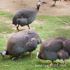 优质鸡苗 珍珠鸡苗 绿色养殖珍珠鸡 珍珠鸡种蛋量大从优