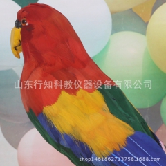鹦鹉教学仪器生产厂家供应美术用绘画标本羽毛动物禽鸟标本鹦鹉