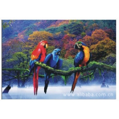 三维画批发，高清立体画，3D立体画，动物立体画，可爱鹦鹉