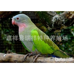 观赏鹦鹉 公主鹦鹉 风头鹦鹉 和尚鹦鹉 虎皮鹦鹉 鹦鹉价格