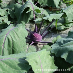 紫丕兰 球茎甘蓝 紫苤兰 耐寒 皮薄质脆 新鲜健康