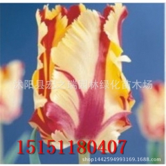 荷兰进口种球郁金香种球火鹦鹉 Flaming Parrot ...